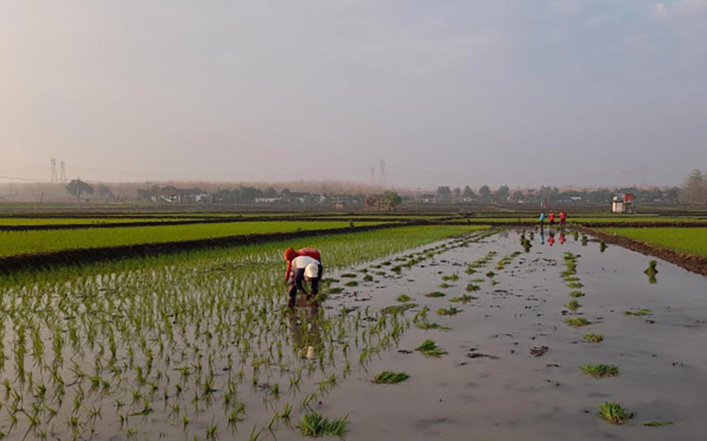Petani di Bojonegoro saat sedang menanam padi.