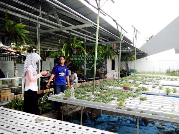 Kebun Sayur iHidroponiki di iKetintangi Hasilnya Jadi Kebun Sayur iHidroponiki di iKetintangi Hasilnya Jadi