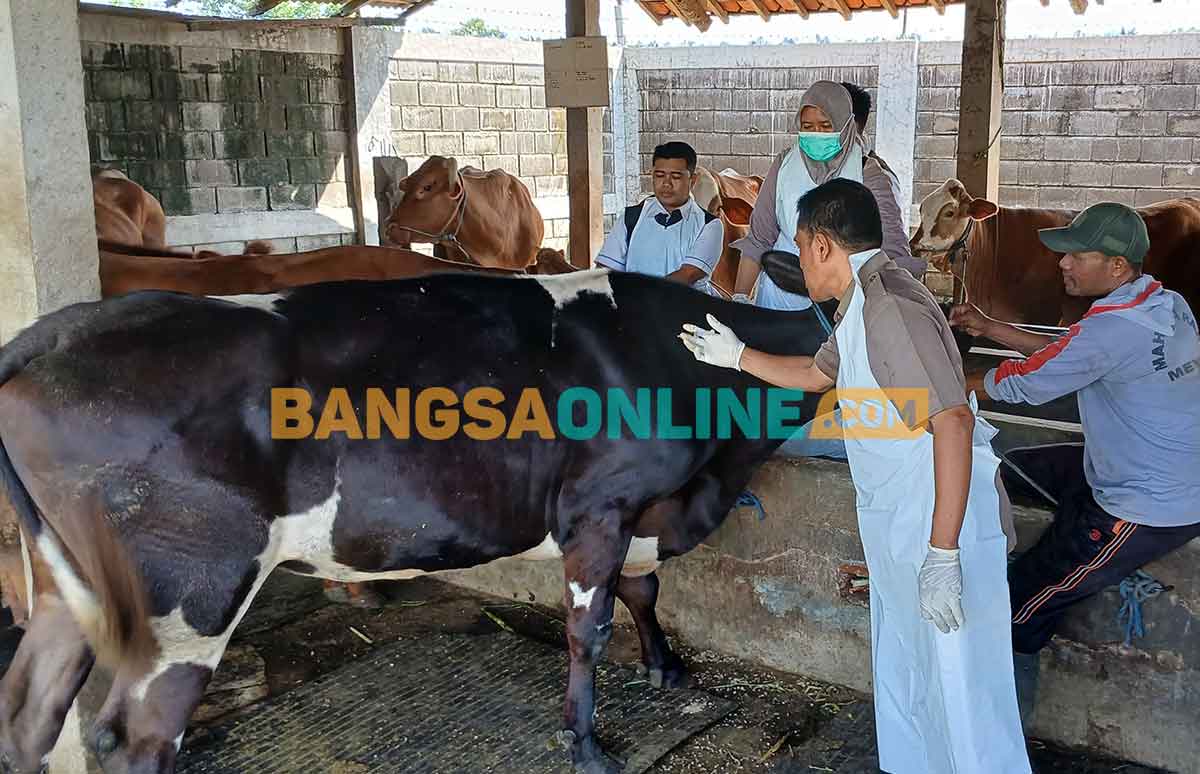 Petugas dari Disnakkan Situbondo saat turun lapangan di Desa Pokaan, Kecamatan Kapongan. Foto: SYAIFUL BAHRI/BANGSAONLINE