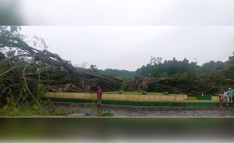 Beringin di tengah Alun-Alun Lumajang tumbang menjadi tiga bagian. (foto: ist)