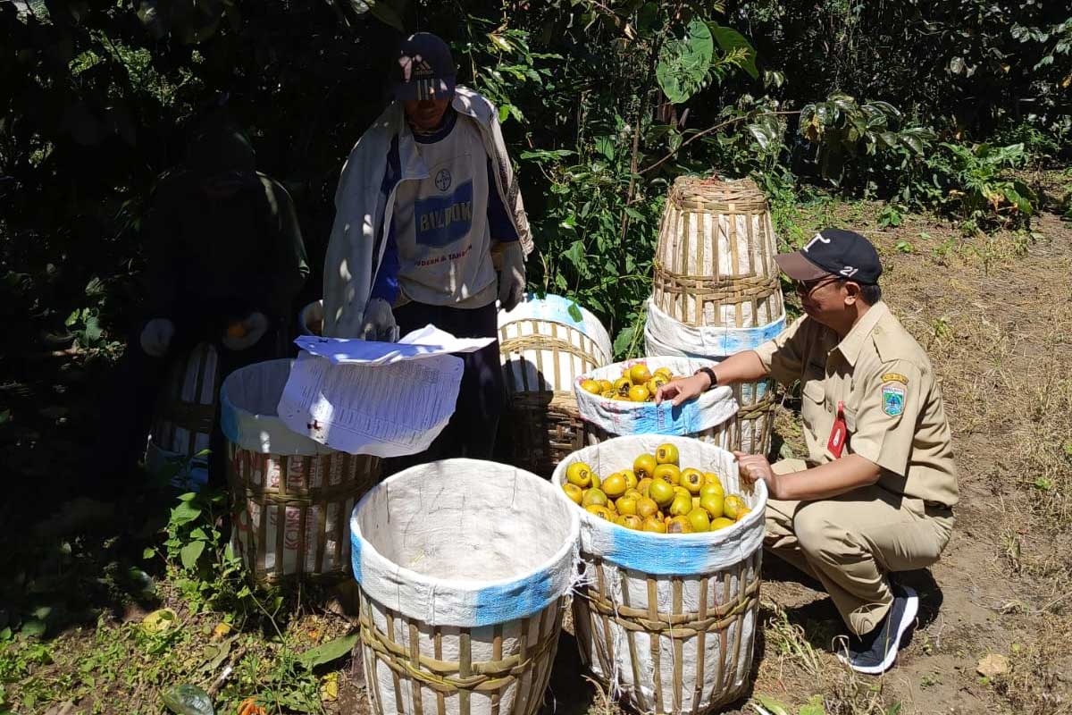 Petani Kesemek Glowing dari Kota Batu bersama petugas Dinas Pertanian saat melihat hasil panen. Foto: Dok. Diskominfo Kota Batu.