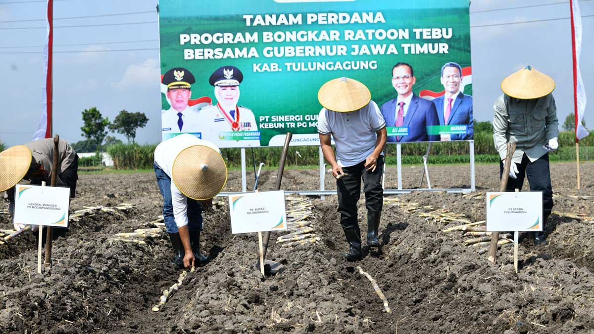Penanaman varietas tebu baru di Desa Pinggirsari, Kecamatan Ngantru, Tulungagung.