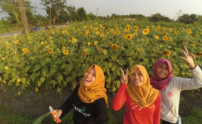 DILARANG MEMETIK: Tanaman bunga matahari di Sumberejo, juga banyak dikunjungi remaja untuk tempat obyek foto. foto: EKY NURHADI/ BANGSAONLINE