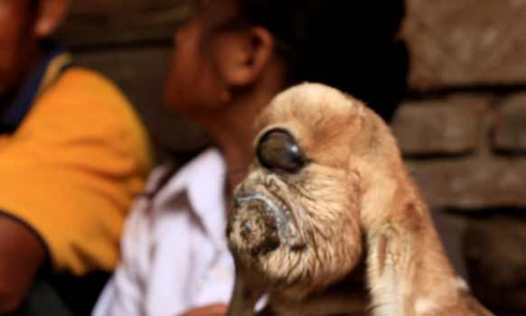 Kambing bermata satu milik Tanjio yang menggegerkan warga Sonobekel Nganjuk. foto: soewandito/ BANGSAONLINE