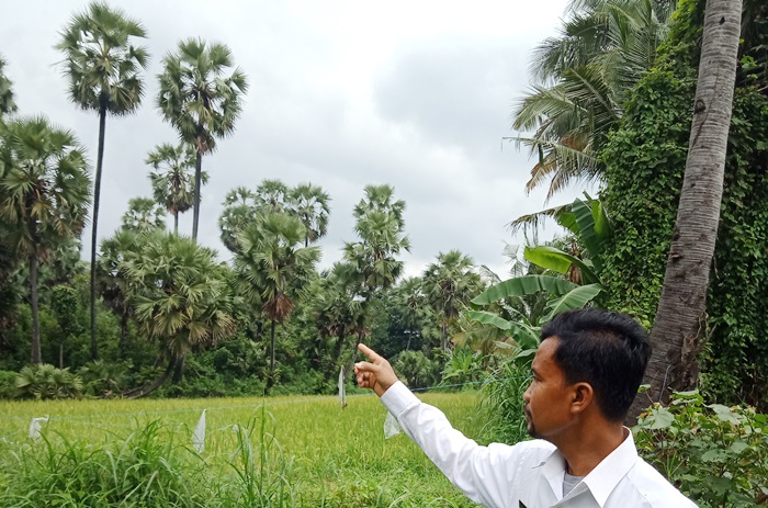 Kades Gunungsari saat menunjuk pohon siwalan dan legen.