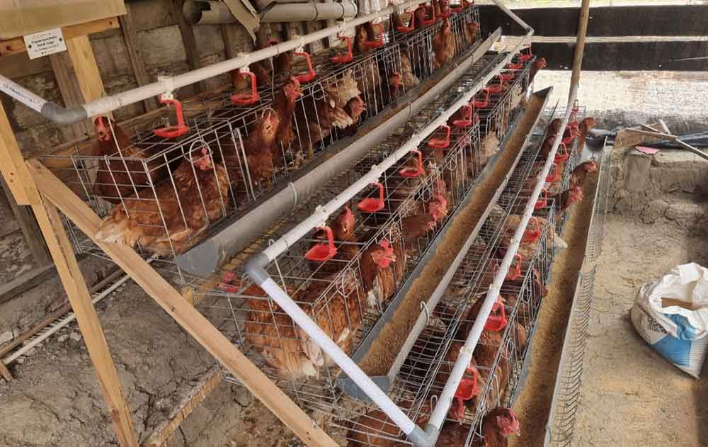 Kandang ayam petelur milik Moh. Kasrip dari program Gayatri Pemkab Bojonegoro.