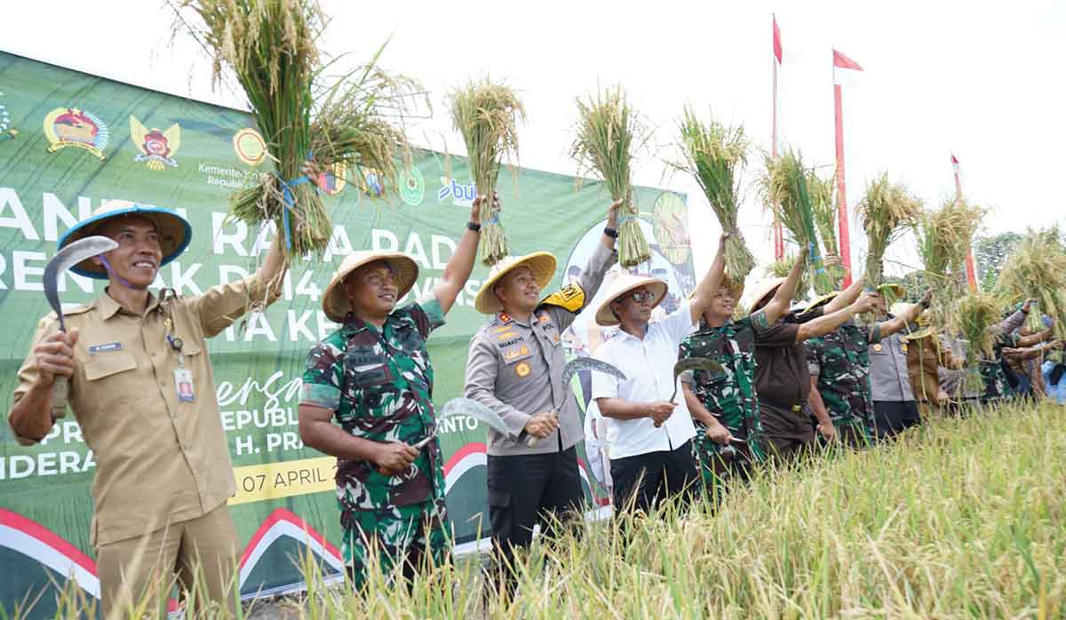 Wakil Wali Kota Kediri Ikuti Panen Raya Padi Serentak