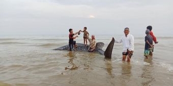 Hiu Tutul Terdampar di Pamekasan, Warga Sekitar Heboh