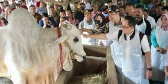 Kebutuhan Hewan Kurban Jatim 426 Ekor, Adhy Pastikan Bebas PMK dan LSD