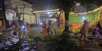 Akar Lapuk, Pohon Akasia Tua Tumbang di Kota Batu