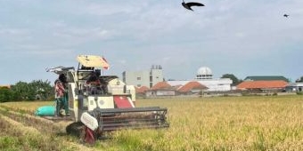 Jaga Stabilitas Harga Panen 2026, Bulog Kediri Serap 409 Ton Gabah