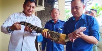 BBKSDA Jatim Sita Buaya Muara dan Ular Piton Peliharaan Warga di Kota Blitar