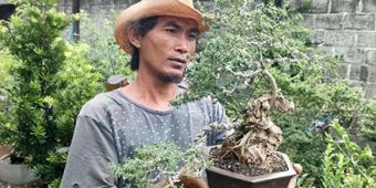 Tekuni Budi Daya Bonsai, Pria di Kediri ini Raup Omzet Jutaan Rupiah