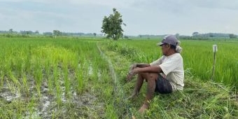 Sektor Pertanian Kian Ditinggalkan Generasi Muda di Bojonegoro