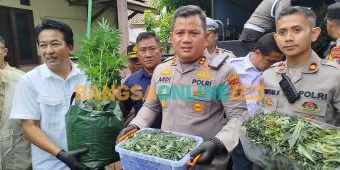 Ratusan Batang Ganja Disita, Polres Jombang Bongkar Greenhouse di Mojongapit