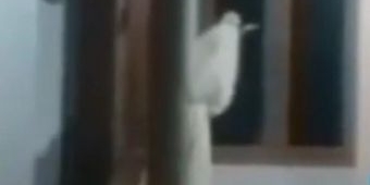 Video Pocong Bawa Celurit Hebohkan Bangkalan, Camat Kamal Sebut Hoaks
