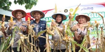 Dukung Ketahanan Pangan Nasional, Polres Mojokerto Kota Gelar Panen Raya Jagung