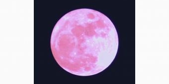 Apakah Bulan Benar-Benar Berwarna Merah Muda Ketika Fenomena Pink Moon?