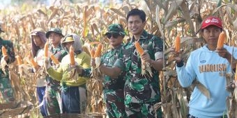 Panen Raya Jagung Warnai TMMD ke-127 di Desa Gadungan Kediri