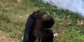 ​Simpanse Asyik Menghisap Rokok
