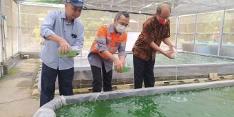 Dekarbonisasi Lingkungan Operasional Pabrik, SBI Pabrik Cilacap Budidaya Mikroalga