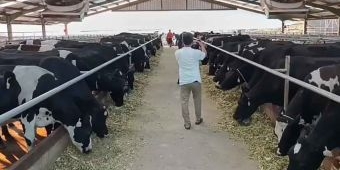Peternak Pasuruan Sukses Budidaya Sapi Australia dengan Cara ini
