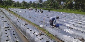 Harga Meroket, Petani Padi di Bondowoso Beralih Tanam Cabai