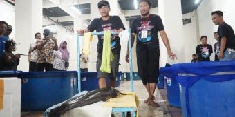 Mas Dhito Sebut Kontes Lele Jumbo di Kediri Pertama di Indonesia