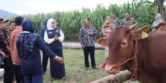 Poktan Trawas Terima Bantuan Lima Ekor Sapi dari Bupati Mojokerto