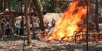 Petugas Gabungan Balongbendo Gerebek Lokasi Judi Sabung Ayam di Desa Jeruk Legi