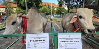 presiden-prabowo-dan-khofifah-emil-kompak-pilih-sapi-lokal-peranakan-ongole-untuk-kurban