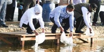 Potensi Ikan Kerapu di Lamongan Besar, Gubernur Khofifah Minta Produktivitas Dimasifkan