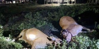Wabah Misterius di Bangkalan Sebabkan Puluhan Sapi Mati Mendadak