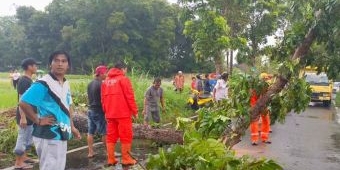 Banyak Pohon Tumbang, BPBD Jember Paparkan Alasannya