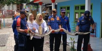 Damkar Bangkalan Evakuasi 2 Ular Piton dan Sarang Lebah di Plafon Sekolah TK