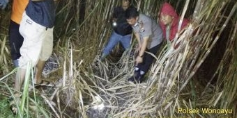 Temuan Tengkorak Manusia di Kebun Tebu Gemparkan Warga Wonoayu Sidoarjo