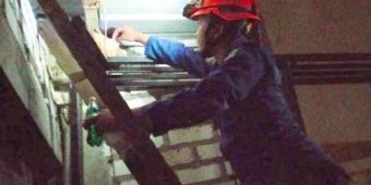 Serangan Tawon Vespa Affinis Melonjak di Tuban, Damkar  Tangani 240 Kasus hingga April