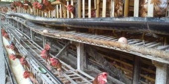 Harga Jagung Naik hampir Tiga Kali Lipat, Peternak Ayam di Lamongan Kelimpungan