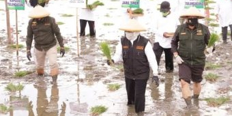 Antisipasi Krisis Pangan, Gubernur Khofifah Turun ke Sawah, Percepat Tanam Padi di Tulungagung