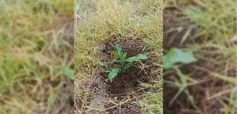 Warga Kalisari Situbondo Terjerat Utang ke Rentenir di Awal Musim Hujan