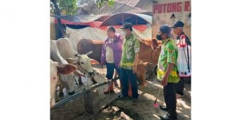 Puluhan Sapi di Kabupaten Pasuruan Terserang LSD