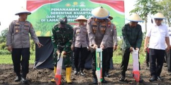 Dukung Progam Ketahanan Pangan, Kapolres Mojokerto Kota Tanam Jagung Serentak di Lahan Seluas 1 Ha