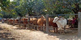 Jelang Idul Adha, Harga Sapi di Pasar Hewan Dimoro Kota Blitar Masih Stabil