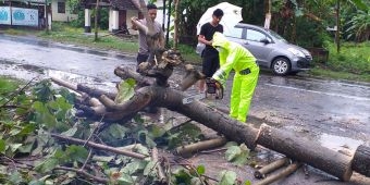 Mahasiswi di Blitar Selamat Usai Tertimpa Pohon Saat Berkendara