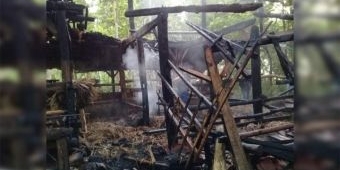 Satu Kandang Sapi di Punung Pacitan Ludes Dilalap Api