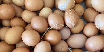 Begini Cara Membedakan Telur Segar dan Busuk