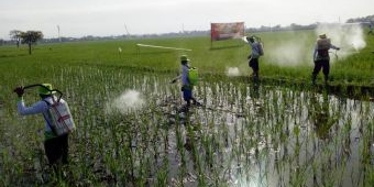 Tingkatkan Kesadaran Pentingnya Pupuk Organik, 30 Ha Lahan Tanaman Padi Disemprot Phonska Oca