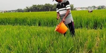 300 Hektare Lahan Padi di Jombang Terancam Gagal Panen Akibat Kekeringan