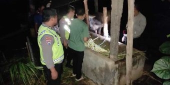 Maling Ternak Kembali Beraksi di Blitar, Seekor Sapi Raib saat Ditinggal Tarawih