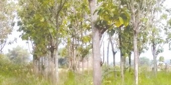 Pria di Ngawi Tewas Tersetrum, Nyangkut di Pohon Jati